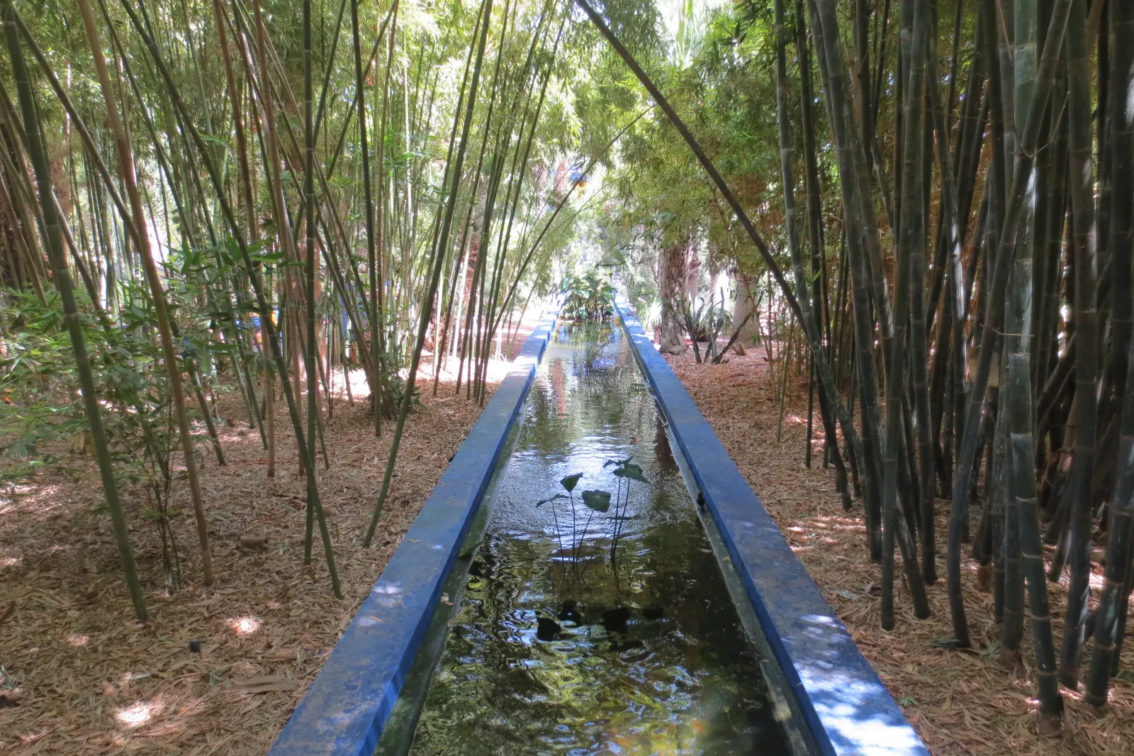 A narrow blue-edged water channel running between tall stands of bamboo on a path of fallen leaves