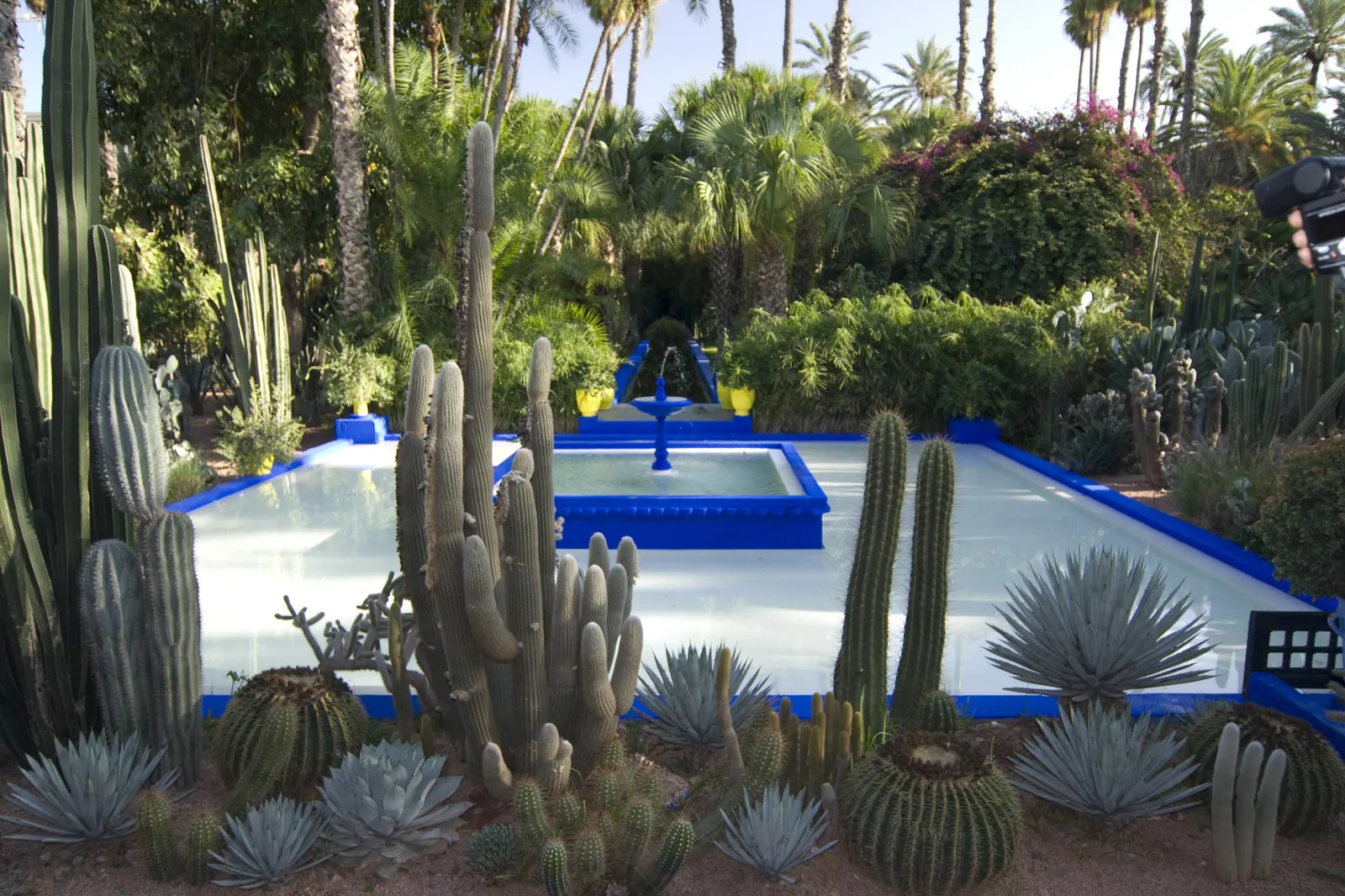 A long pool edged in cobalt blue with a small fountain, ringed by tall columnar cacti, agaves and palms under a clear sky