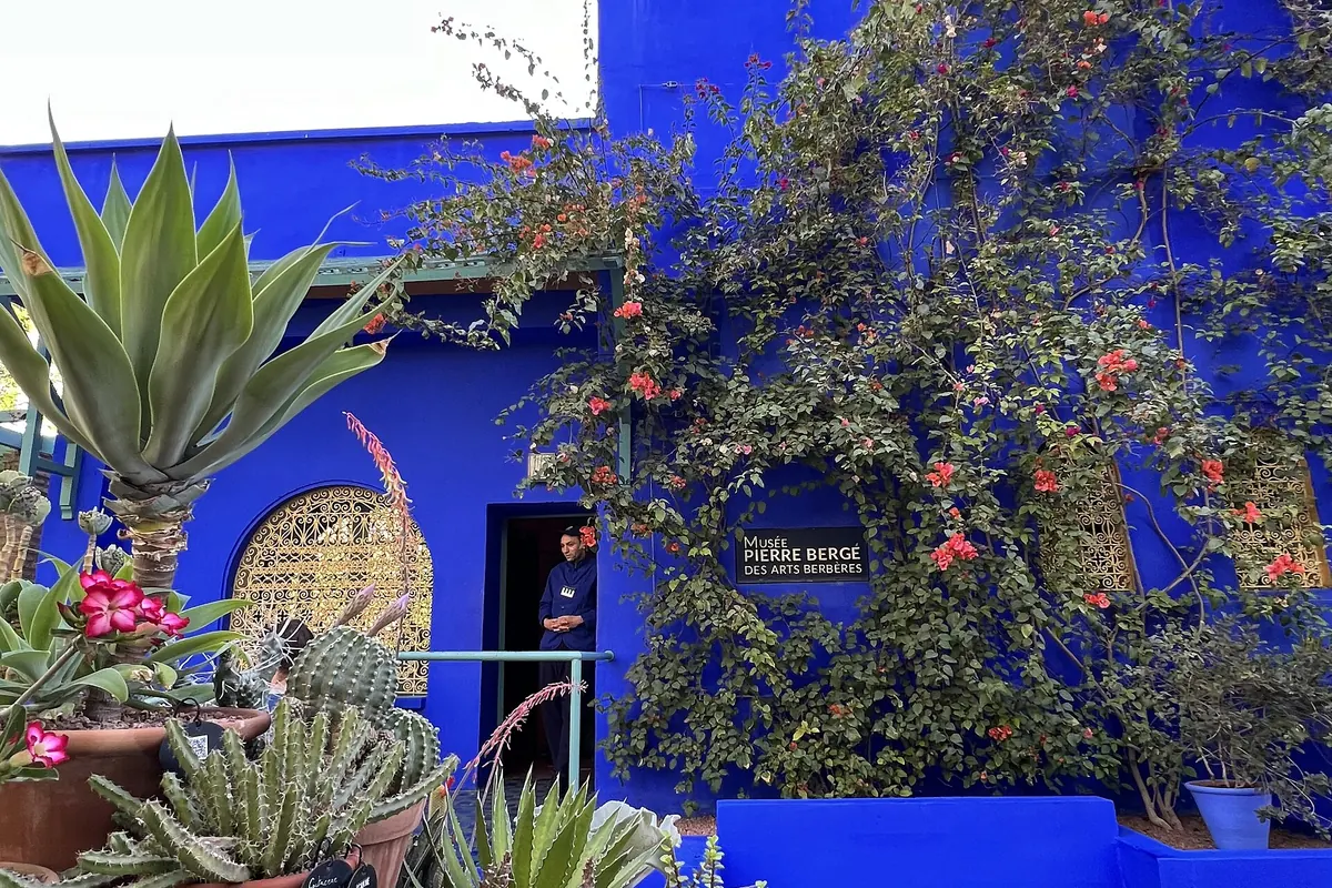 A bright blue wall with bougainvillea and a cactus bed in front, in the part of the Majorelle Garden that holds the Berber Museum